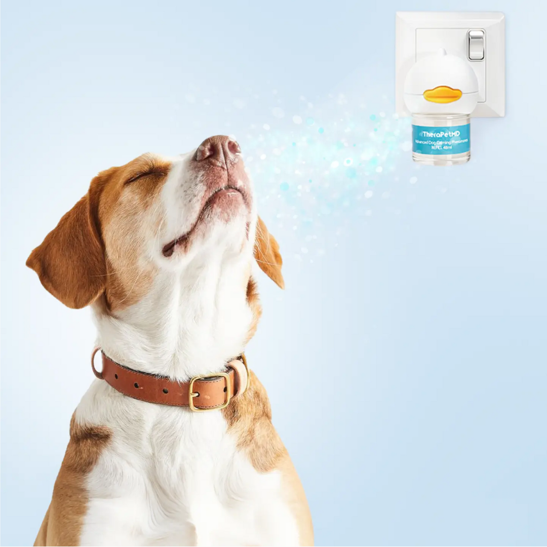 Dogs Calming