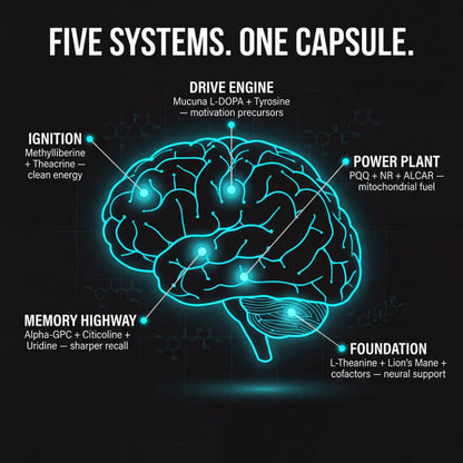 Brain Focus Capsules