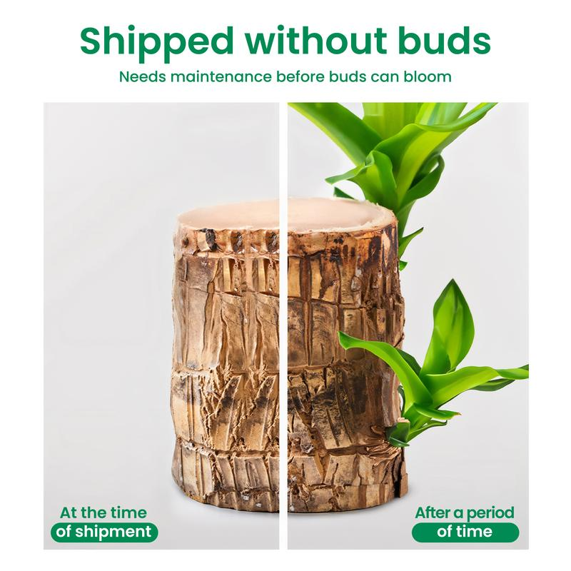 Brazilian Lucky Wood Set