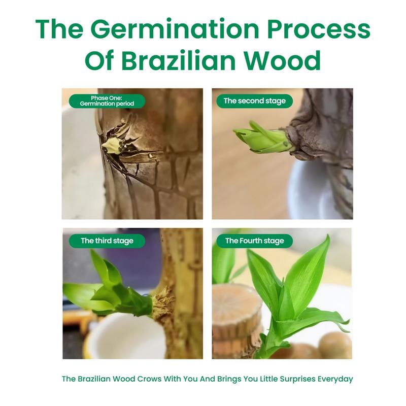 Brazilian Lucky Wood Set
