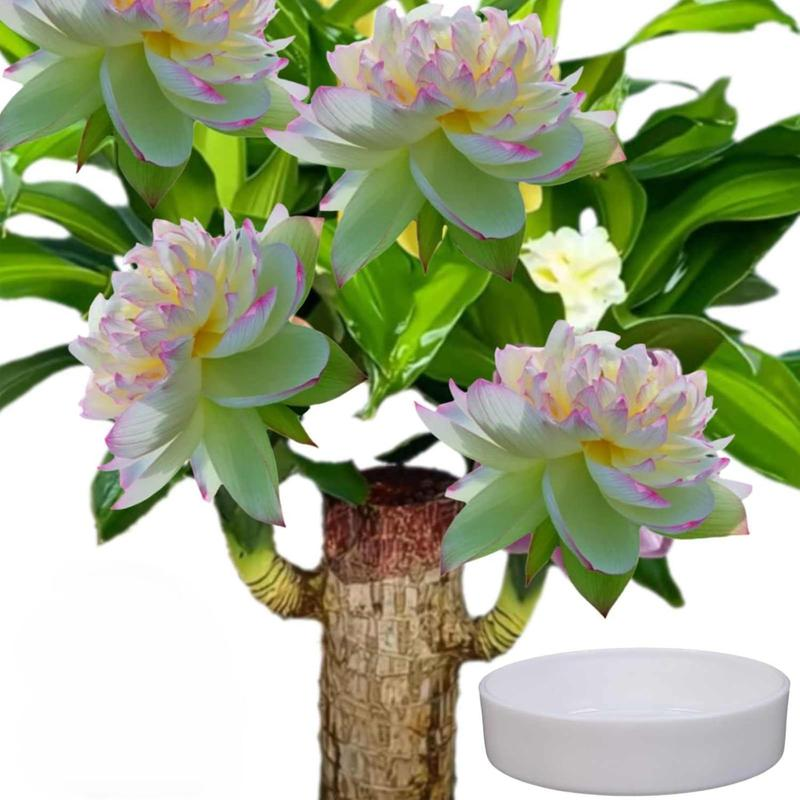 Brazilian Lucky Wood Set